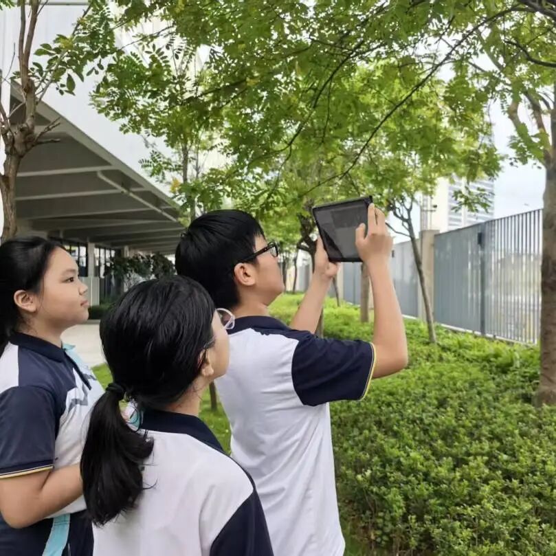 乔木与自然课程