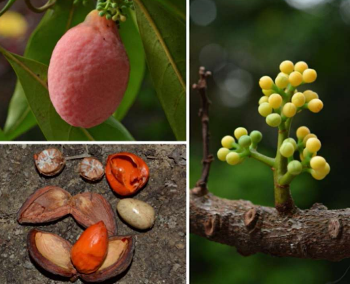 国家重点保护野生植物的分布及其辨识