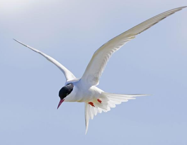 动物保护系列课程之鸟类的迁徙