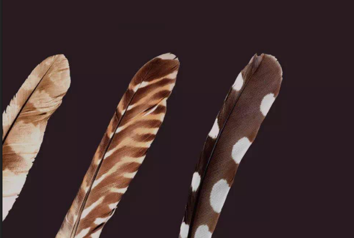 动物系列课程之从一根羽毛读懂鸟类世界