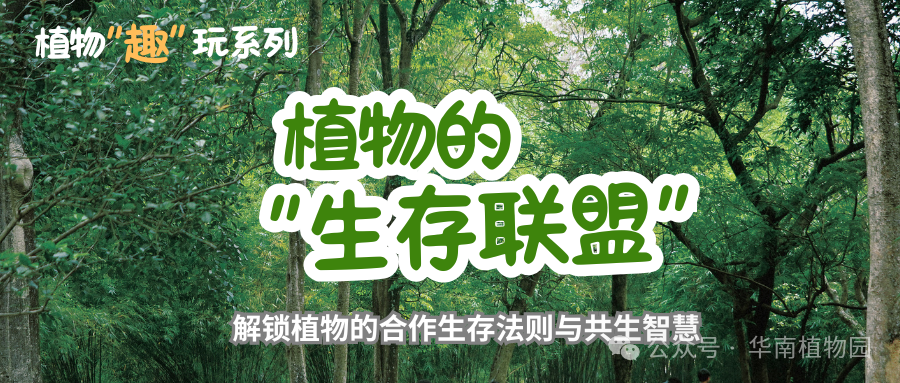 植物的“生存联盟”